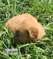 L Grey male, a male Golden Retriever for sale in Blairsville, GA – 8 of 8