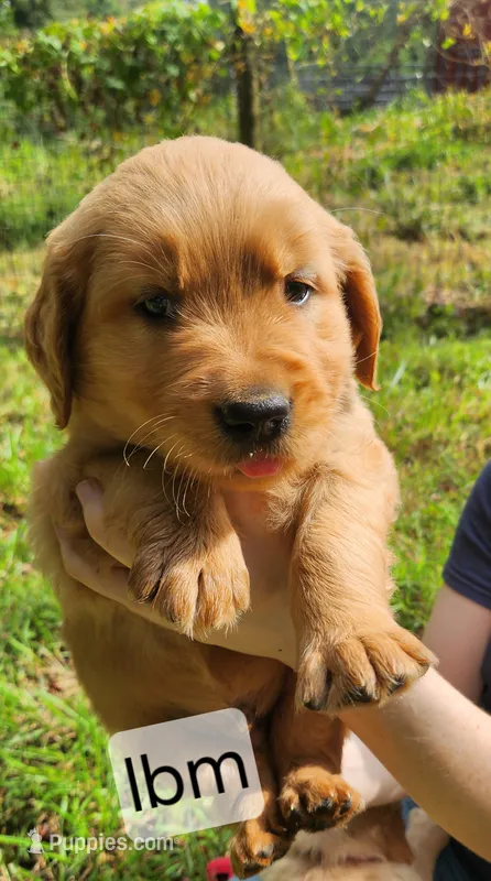 Light Blue Collar – Golden Retriever puppy for sale in Blairsville, GA