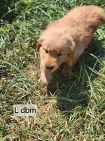 L Royal Blue Collar, a male Golden Retriever for sale in Blairsville, GA – 2 of 7