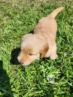 Purple Collar, a male Golden Retriever for sale in Blairsville, GA – 5 of 5