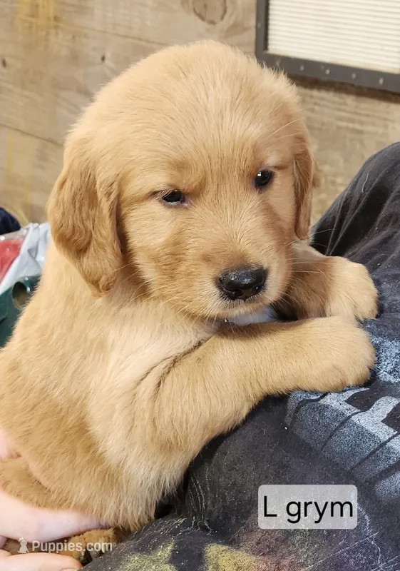 Lily Grey male – Golden Retriever puppy for sale in Blairsville, GA