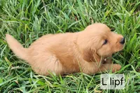 L light pink collar, a female Golden Retriever for sale in Blairsville, GA – 2 of 9