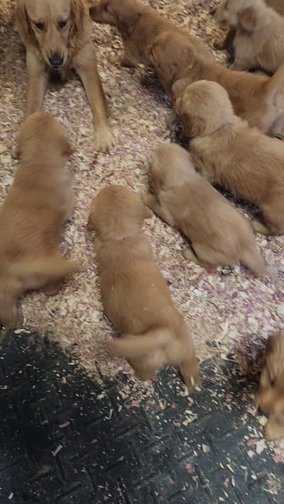 L Royal Blue Collar, a male Golden Retriever for sale in Blairsville, GA – 7 of 7