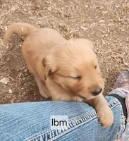 Light Blue Collar, a male Golden Retriever for sale in Blairsville, GA – 2 of 5