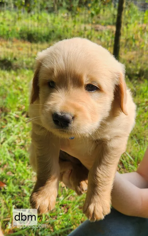 Royal Blue Collar – Golden Retriever puppy for sale in Blairsville, GA