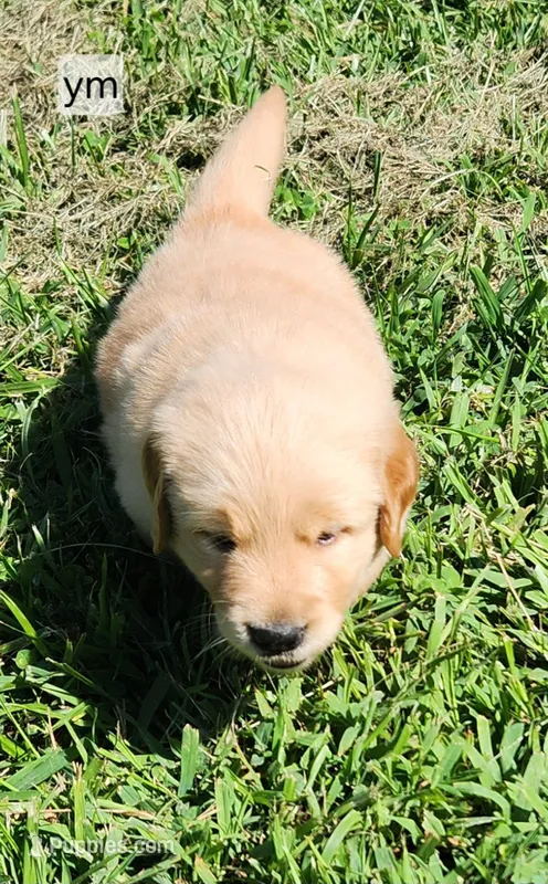 Yellow Collar – Golden Retriever puppy for sale in Blairsville, GA