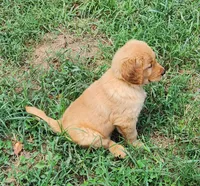 L Blue collar male, a male Golden Retriever for sale in Blairsville, GA – 4 of 9