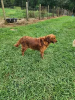 L Royal Blue Collar, a male Golden Retriever for sale in Blairsville, GA – 5 of 7