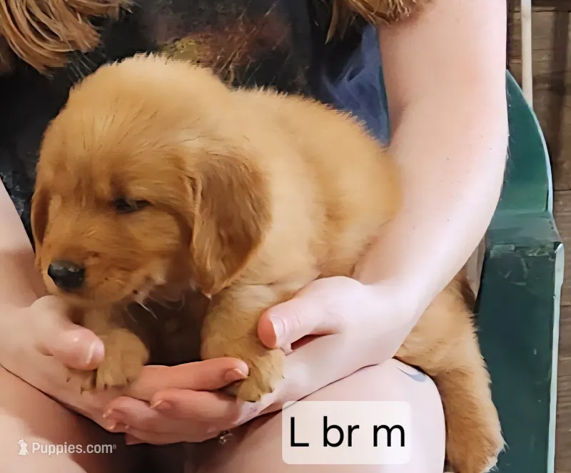 L Brown Male – Golden Retriever puppy for sale in Blairsville, GA