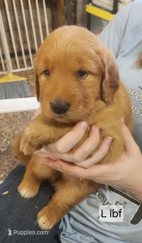 L Light blue collar – Golden Retriever puppy for sale in Blairsville, GA
