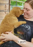 Lily Grey male, a male Golden Retriever for sale in Blairsville, GA – 2 of 5