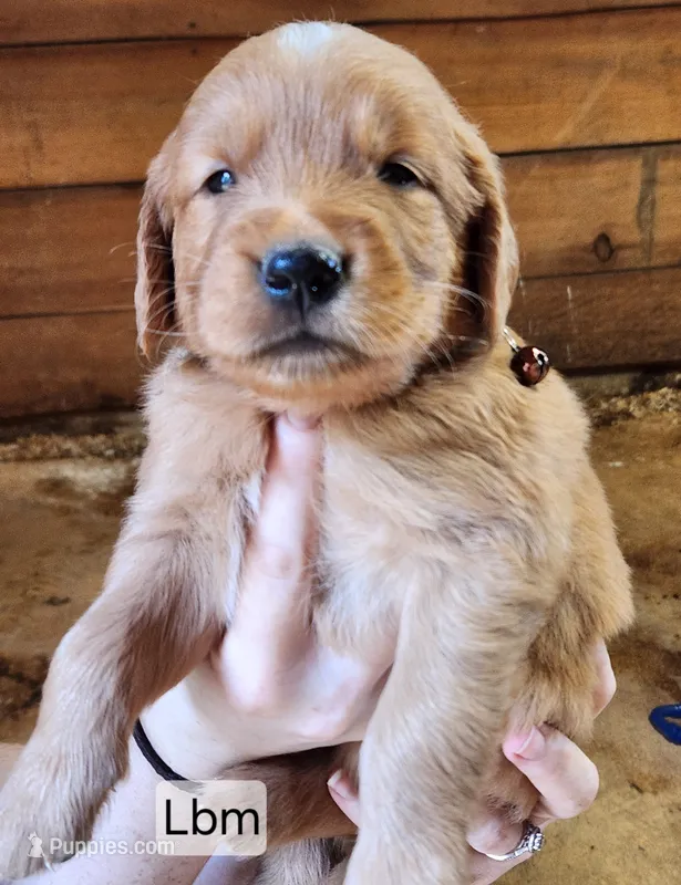 L light blue collar – Golden Retriever puppy for sale in Blairsville, GA