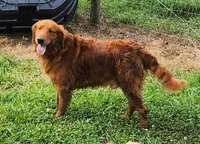 L light blue collar, a male Golden Retriever for sale in Blairsville, GA – 3 of 3