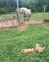 L Blue collar male, a male Golden Retriever for sale in Blairsville, GA – 8 of 9