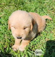 Orange Collar, a male Golden Retriever for sale in Blairsville, GA – 2 of 6