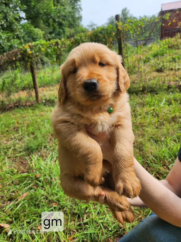 V Green Collar – Golden Retriever puppy for sale in Blairsville, GA