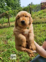 V Green Collar, a male Golden Retriever for sale in Blairsville, GA – 1 of 6