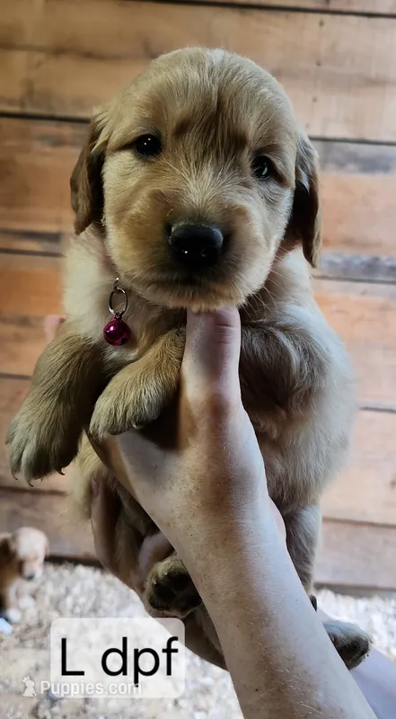 L dark pink collar – Golden Retriever puppy for sale in Blairsville, GA