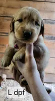 L dark pink collar, a female Golden Retriever for sale in Blairsville, GA – 1 of 3