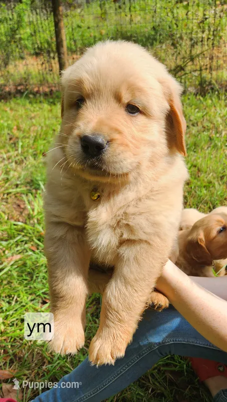 Yellow Collar – Golden Retriever puppy for sale in Blairsville, GA