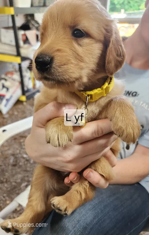 L yellow collar – Golden Retriever puppy for sale in Blairsville, GA