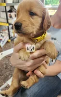 L yellow collar, a female Golden Retriever for sale in Blairsville, GA – 1 of 1