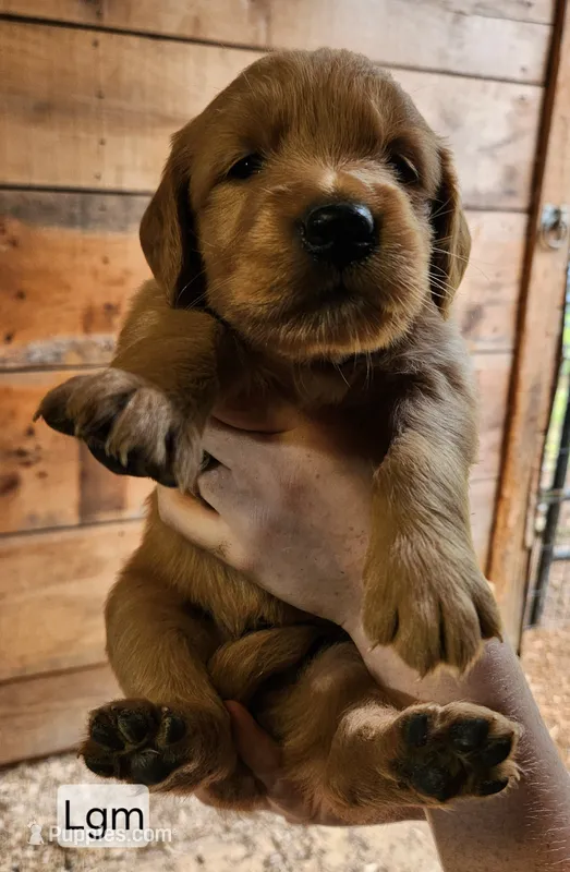 L light green collar – Golden Retriever puppy for sale in Blairsville, GA