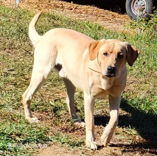 Freedom – Labrador Retriever puppy for sale in Blairsville, GA