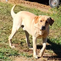 Freedom, a male Labrador Retriever for sale in Blairsville, GA – 1 of 4