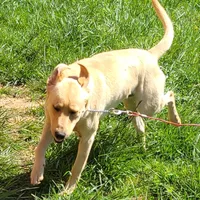 Freedom, a male Labrador Retriever for sale in Blairsville, GA – 4 of 4