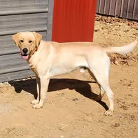 Freedom, a male Labrador Retriever for sale in Blairsville, GA – 2 of 4