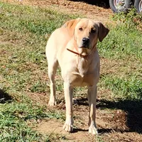 Freedom, a male Labrador Retriever for sale in Blairsville, GA – 3 of 4