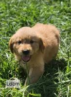 L Royal Blue Collar, a male Golden Retriever for sale in Blairsville, GA – 1 of 7