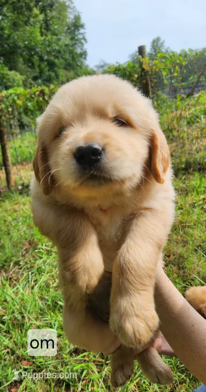 Orange Collar – Golden Retriever puppy for sale in Blairsville, GA