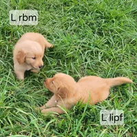 L Blue collar male, a male Golden Retriever for sale in Blairsville, GA – 3 of 9