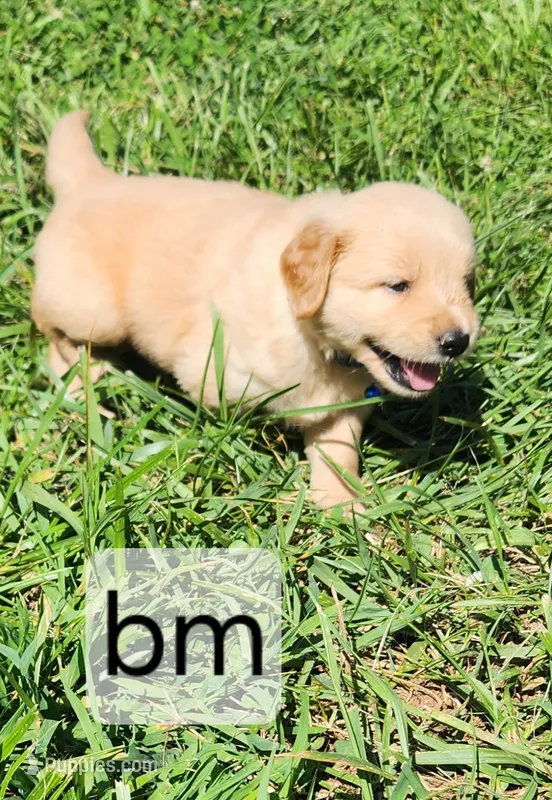 Royal Blue Collar – Golden Retriever puppy for sale in Blairsville, GA