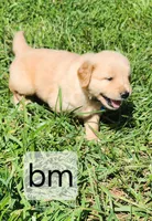 Royal Blue Collar, a male Golden Retriever for sale in Blairsville, GA – 1 of 5