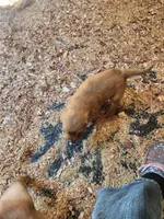 Red Collar (BB) Runt, a male Golden Retriever for sale in Blairsville, GA – 3 of 5