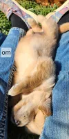 Orange Collar, a male Golden Retriever for sale in Blairsville, GA – 3 of 6