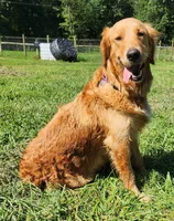 Light Blue Collar, a male Golden Retriever for sale in Blairsville, GA – 5 of 5