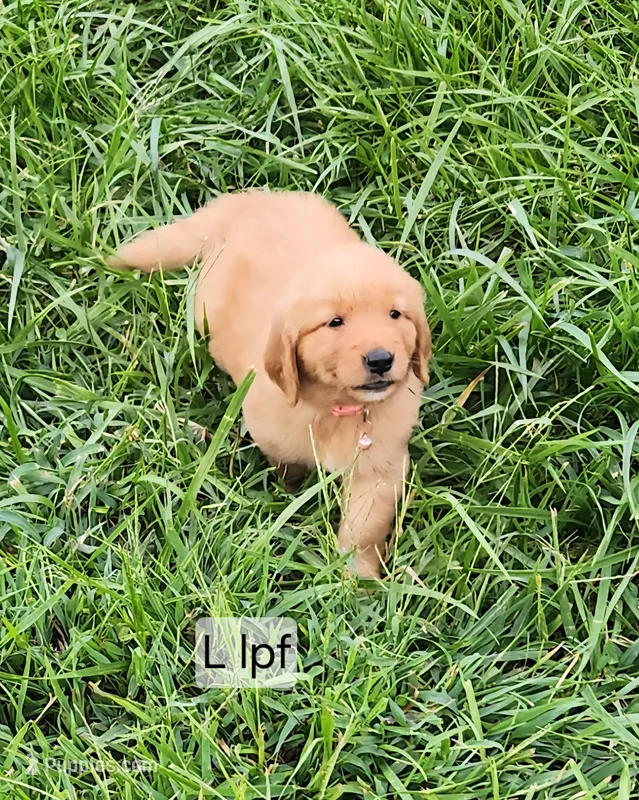 L light pink collar – Golden Retriever puppy for sale in Blairsville, GA