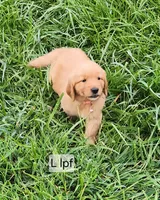 L light pink collar, a female Golden Retriever for sale in Blairsville, GA – 1 of 9