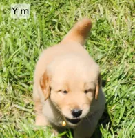 Yellow Collar, a male Golden Retriever for sale in Blairsville, GA – 3 of 4