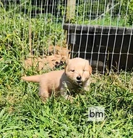 Royal Blue Collar, a male Golden Retriever for sale in Blairsville, GA – 3 of 5