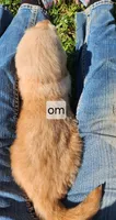 Orange Collar, a male Golden Retriever for sale in Blairsville, GA – 5 of 6