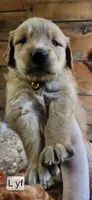 L yellow collar, a female Golden Retriever for sale in Blairsville, GA – 1 of 3