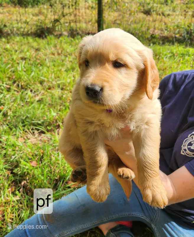 Purple Collar – Golden Retriever puppy for sale in Blairsville, GA
