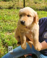 V Purple Collar, a female Golden Retriever for sale in Blairsville, GA – 1 of 6