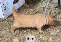 Light Blue Collar, a male Golden Retriever for sale in Blairsville, GA – 3 of 5