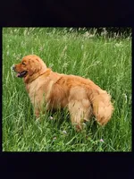 V Green Collar, a male Golden Retriever for sale in Blairsville, GA – 6 of 6
